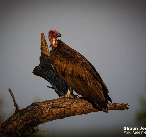 49Shaun Jenkinson Hooded Vulture 19 12 2019 Final 49Shaun Jenkinson Hooded Vulture 19 12 2019 Final