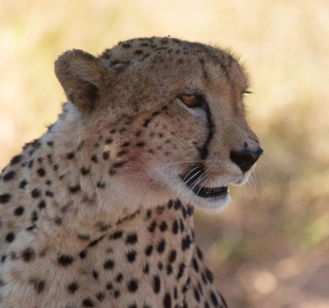 39Greg Heasman Cheetah 07062020 1 Final