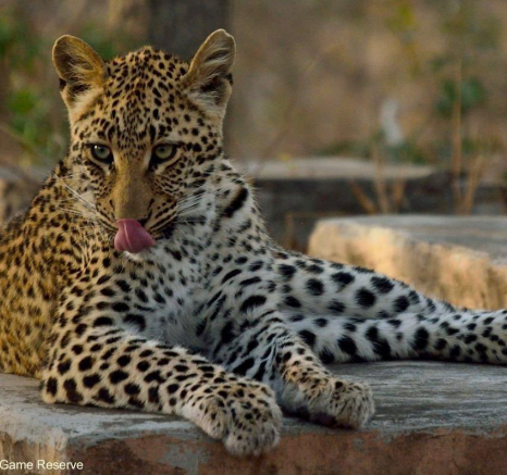 A37Jaco Faber Ntsumi And Cub Alo Grooming 20190919 1 078 Edit Final A37Jaco Faber Ntsumi And Cub Alo Grooming 20190919 1 078 Edit Final