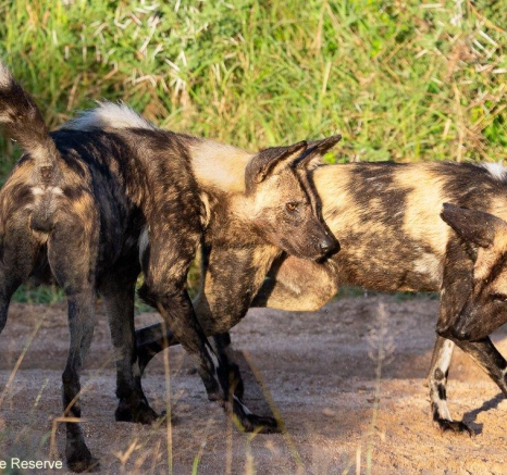 A21ronald Mutero Wild Dog 17052022  3 Final A21ronald Mutero Wild Dog 17052022  3 Final