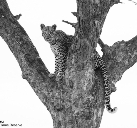 A31andries Leopard.ntsumicub 271221 5 Final A31andries Leopard.ntsumicub 271221 5 Final