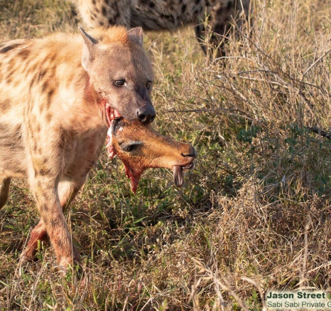 A20Jason Street Hyena 310722 2. Final A20Jason Street Hyena 310722 2. Final
