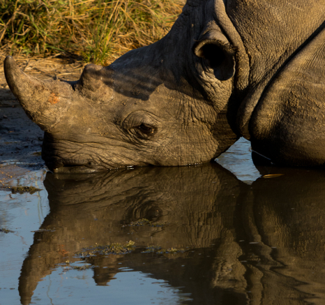 Rhino Wallow Rhino Wallow
