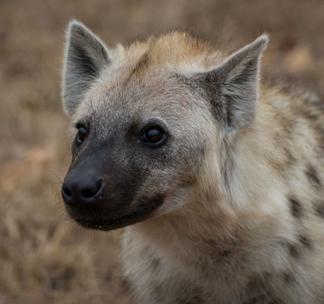 Hyena 2 Hyena 2