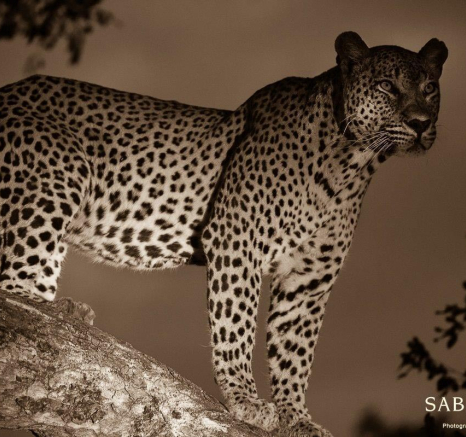 14Terry Ennever Max 251216 2 Final