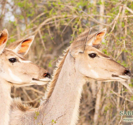 20Frederik Aucamp SP Lions And Kudu 22 11 2018 2 Final