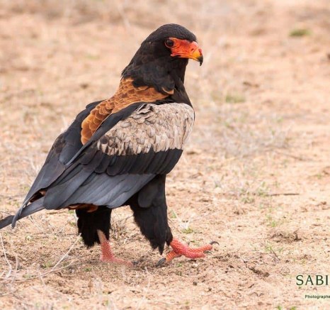 03Frederik Aucamp Bateleur Eagle 31 10 2018 Ps Final 03Frederik Aucamp Bateleur Eagle 31 10 2018 Ps Final