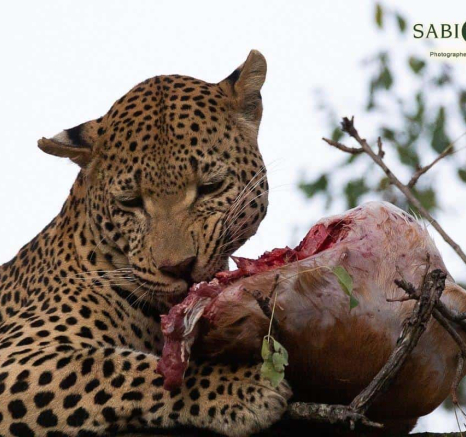 20Louise Murray WD 12062019 1 Final