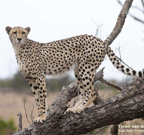 41Tyron Van Der Walt Female Cheetah 05112019 5 Final 41Tyron Van Der Walt Female Cheetah 05112019 5 Final