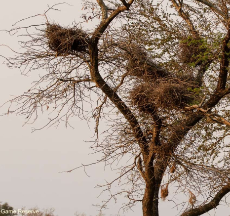 11Amy Leigh Dead Tree Red Billed Buffalo Weaver Final 11Amy Leigh Dead Tree Red Billed Buffalo Weaver Final