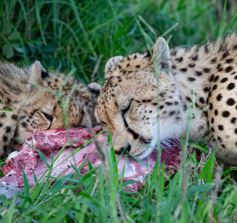 41 Ronald Mutero Cheetah 26122020 2 41 Ronald Mutero Cheetah 26122020 2