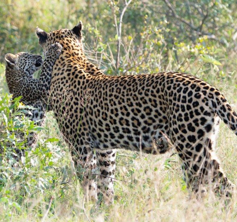 A10ronald Mutero Ntsumi And Cubs 14052022 15 A10ronald Mutero Ntsumi And Cubs 14052022 15