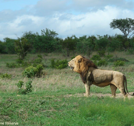 A11Dieter Lategan 20221114 Male Lion Unknown 01 Final A11Dieter Lategan 20221114 Male Lion Unknown 01 Final