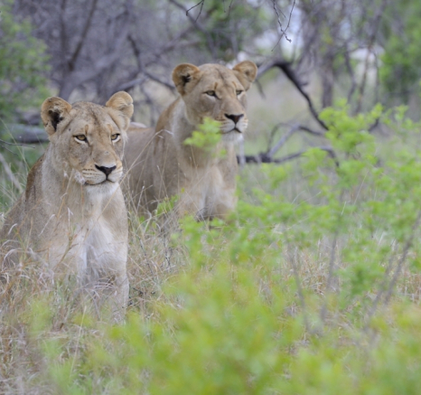 Southern Pride Lionesses Southern Pride Lionesses