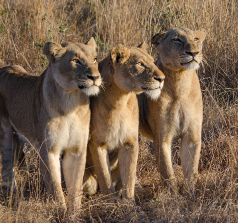 Lionesses Lionesses