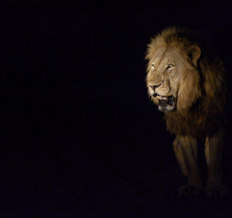 12Mike Palmer Lions 020116 2