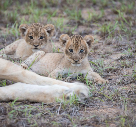03lion Cubs Grant Rodewijk 260116 3 03lion Cubs Grant Rodewijk 260116 3