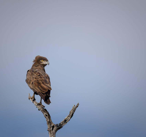 06Mike Palmer Snake Eagle 050416 1