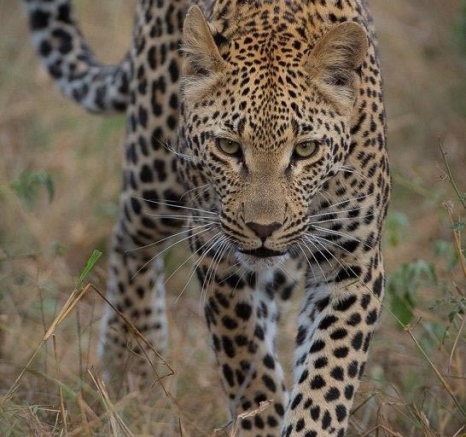 11Terry Ennever LBC Cub Stalk 12517 1 Final