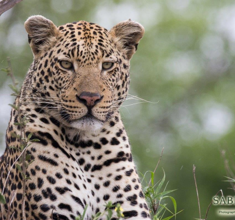 19Franscois Rosslee Leopard2 1 Of 1 Final