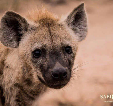 03Kevan Dobbie Hyena 130518 2 Final 03Kevan Dobbie Hyena 130518 2 Final