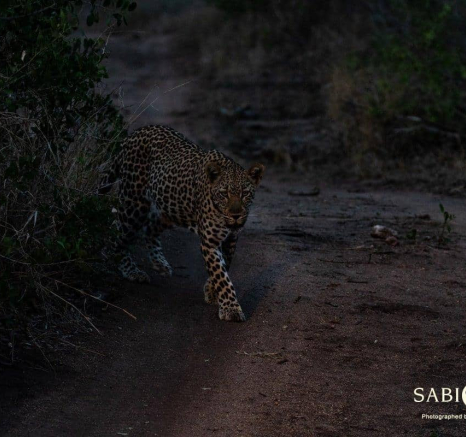 19Kevin Van Der Linde Msuthlu 06112018 Final 19Kevin Van Der Linde Msuthlu 06112018 Final