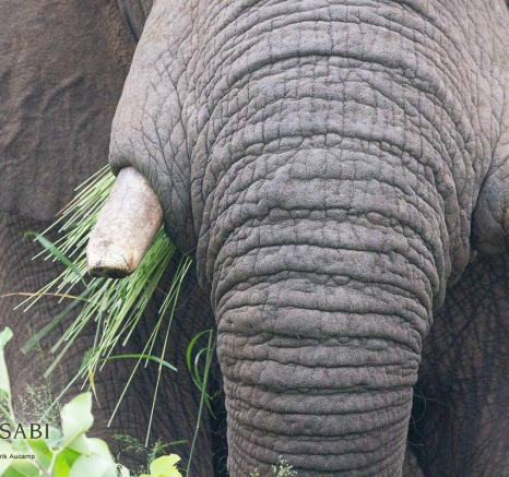 29Frederik Aucamp Elephant Bull 03 03 2019 Final