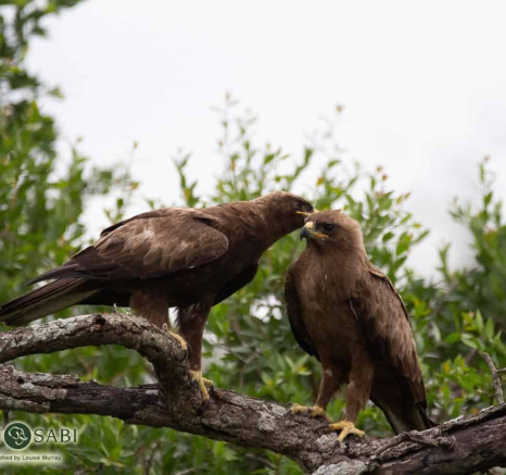05Louise Murray Eagles 10032019 3 Final