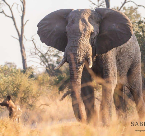 03Frederik Aucamp Wild Dogs And Elephant 16 06 2019 Final 03Frederik Aucamp Wild Dogs And Elephant 16 06 2019 Final
