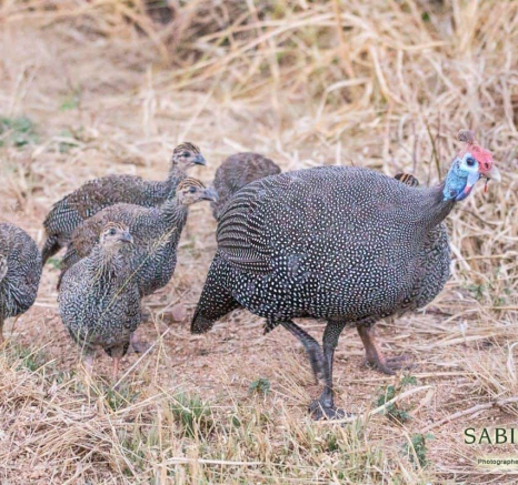 09Frederik Aucamp Helmeted Guineafowl 16 05 2019 9 Final