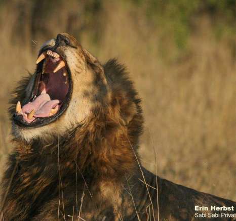 33Erin Herbst Nwaswishaka 1 060920 Final 33Erin Herbst Nwaswishaka 1 060920 Final