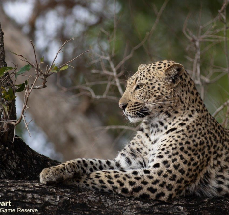 B04Graeme Stewart Female Leopard Unknown 180921 1 Final B04Graeme Stewart Female Leopard Unknown 180921 1 Final