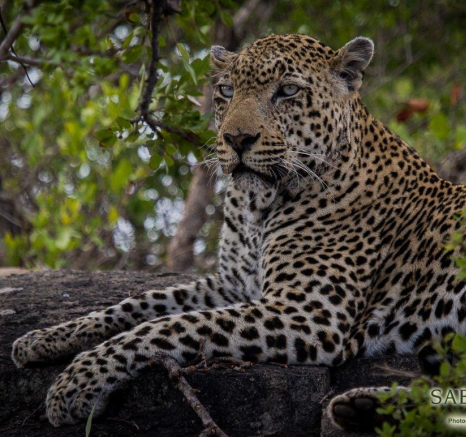 30Kevan Dobbie Kashan 2210.2 Final