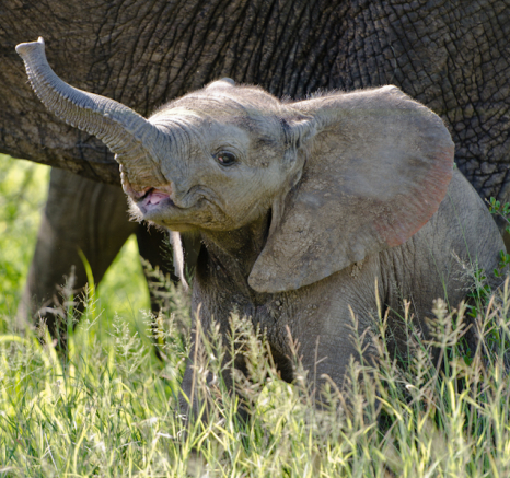 Sabi Sabi Super Sightings Sabi Sabi Super Sightings