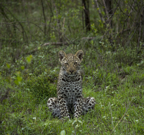 Kyle Nottins And Cub Kyle Nottins And Cub