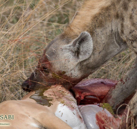 07Kyle 4 Nov Ntsumi Kill 3 Final 07Kyle 4 Nov Ntsumi Kill 3 Final