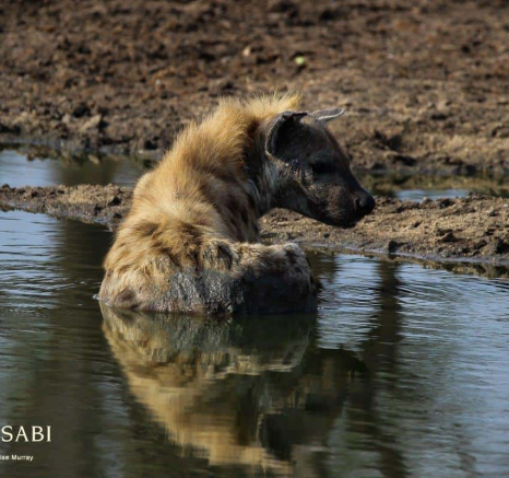 33Louise Murray Hyena Reflection 10112018 Final 33Louise Murray Hyena Reflection 10112018 Final
