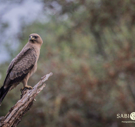 10Kevan Dobbie Wahlbergs Eagle 180218 Final