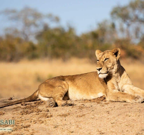 07Kevin Van Der Linde SP 10062019 Sigma 70 200 Final 07Kevin Van Der Linde SP 10062019 Sigma 70 200 Final