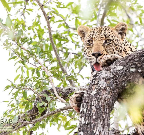 30Kevin Van Der Linde Nweti 09062019 Sigma 70 200 2 Final 30Kevin Van Der Linde Nweti 09062019 Sigma 70 200 2 Final