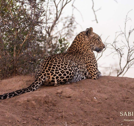 12Frederik Aucamp Ntsumi Female Leopard 05 07 2019 Final 12Frederik Aucamp Ntsumi Female Leopard 05 07 2019 Final