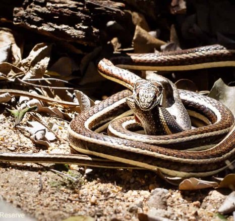 03Amy Leigh Western Yellow Bellied Sand Snake 3 090920 Final 03Amy Leigh Western Yellow Bellied Sand Snake 3 090920 Final