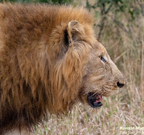 26ronald Mutero Stix And Nwash 18062021 Nr 13 Final 26ronald Mutero Stix And Nwash 18062021 Nr 13 Final