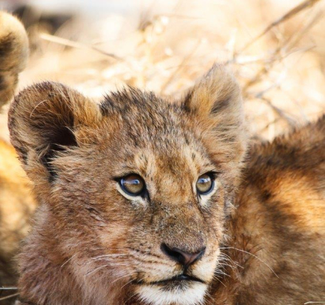 A09Ally Ross 20210808 Styx Cub 03 Final