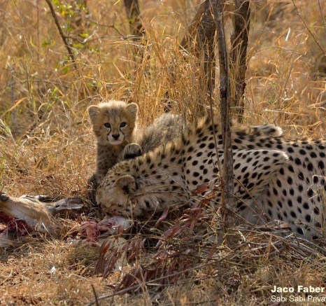 A45Jaco Faber Cheetha Younge Cubs On Impala Kill 202190918 2 059 Final A45Jaco Faber Cheetha Younge Cubs On Impala Kill 202190918 2 059 Final