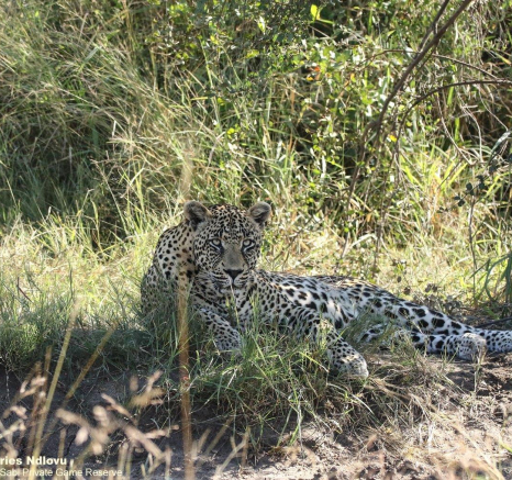 22andries Leopard.nweti 120421 1 Final 22andries Leopard.nweti 120421 1 Final