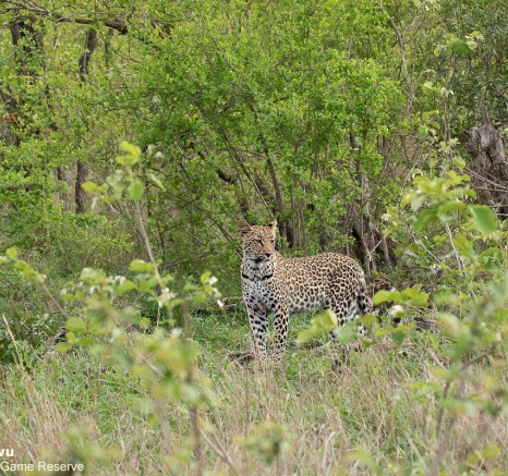A23andries Leopard.ntsumicub 191121 5 Final A23andries Leopard.ntsumicub 191121 5 Final
