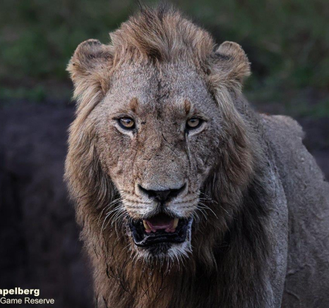 B04Coenraad Stapelberg Gijima 181022 3 Final