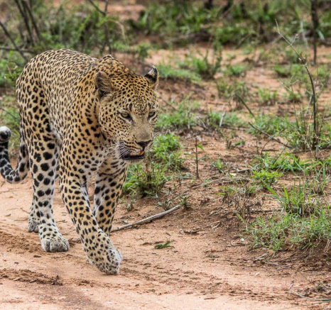 03Franscois Rosslee Max 1