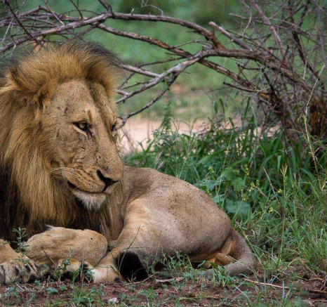 15Franscois Rosslee Charlie 1